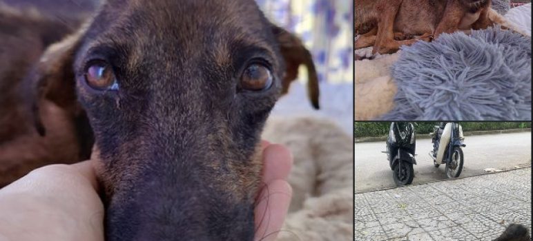 Urgent Appeal: Cookie’s Battle Against Distemper and the Need for a Foster Hero!